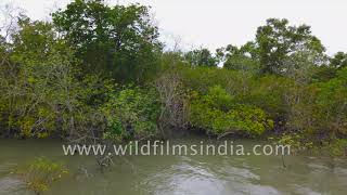 The Sundarbans  The World’s Largest Tidal Mangrove and Delta System [upl. by Ayeki]