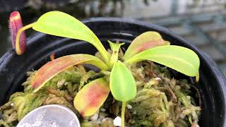 Nepenthes lowii Trus Madi BE3100 [upl. by Gingras]