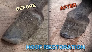 너무 많이 자라버린 동물원 당나귀 발굽 삭제하기overgrown donkey hooves restoration in the zoo [upl. by Saalocin]