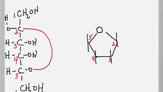 Cyclization of a Sugar to Form a Furanose Ring [upl. by Zug]