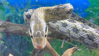 Taiwanese Beauty Snake Met Me For Food [upl. by Sanyu636]