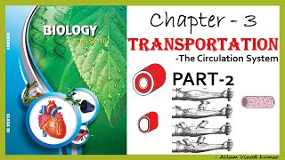 Transportation  The Circulation System 10th Biology Part2 [upl. by Annaes402]