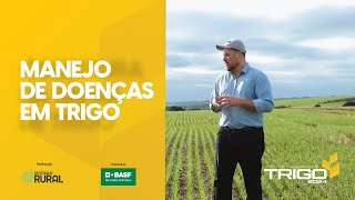 Manejo preventivo de doenças em trigo é recomendado para garantir produtividade e qualidade [upl. by Aihsened]