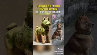 小狗夜晚蹲在大門口看家，目光炯炯，毫不松懈，網友：穿越千年“大黃”仍是從前模樣 [upl. by Steinberg]