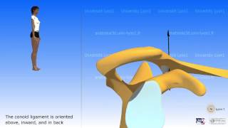 Arthrology of the acromioclavicular joint [upl. by Ayotas]