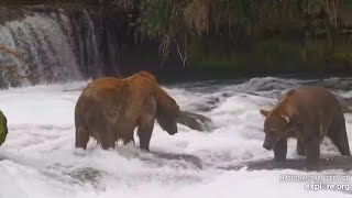 Katmai Brooks Falls Bear 164 challenges Bear 747s patience 0809 2024 [upl. by Elfrieda692]