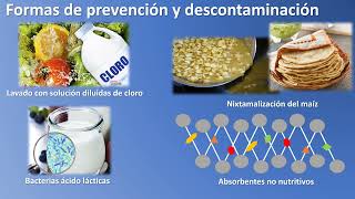 ¿Qué son las micotoxinas [upl. by Randee]