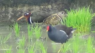 Greater Painted Snipe vs Common Moorhen [upl. by Klemm]