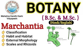 Marchantia  Morphology Of Marchantia  BSc 1st year BotanyMarchantia Thallus Marchantia in Hindi [upl. by Amary344]