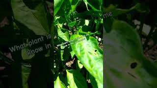 Can you name this plant gardening plants nature garden ytshortsvideo [upl. by Britt]