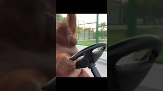 An Orangutan driving a golf cart [upl. by Enom973]