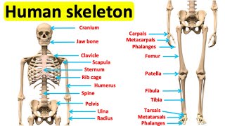 The skeletal system 🦴  Bones of the human body [upl. by Raul]