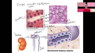 34 epithelial types [upl. by Dnomder]