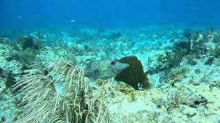 Scrawled Filefish [upl. by Aohk850]