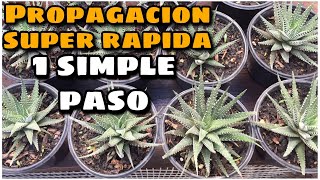 Haworthia Attenuatamétodo para reproducir rápidamente la planta Cebra [upl. by Jenne]