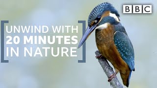 Unwind with 20 minutes in nature  Springwatch  BBC [upl. by Ecinahc127]