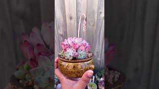 Echeveria Alba Beauty succulentvarieties succulentobsession echeveria succulent pinksucculent [upl. by Claudy]