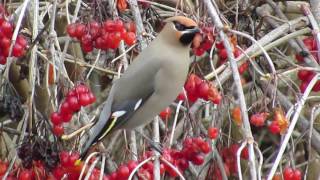 Bohemian Waxwings Feeding [upl. by Arnaldo]