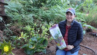 Saving Your Plants from Voles  Gardening with Creekside [upl. by Atiuqahc892]