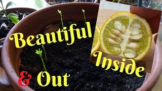 Growing Flying Dragon Orange From Seed  Cold Hardy Citrus  Poncirus Trifoliata [upl. by Nanek]