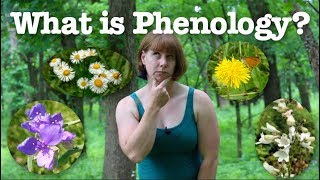 What is phenology [upl. by Knobloch]