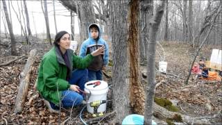 Maple tree tapping Bucket collection drop line tree tapping [upl. by Leia]