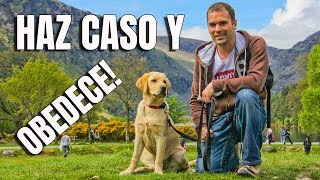 Cómo EMPEZAR a entrenar a mi PerroCachorro  Adiestramiento Canino [upl. by Erskine]