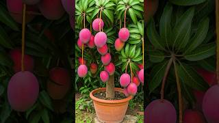 🌿Grow Mango Tree Faster with This Proven Method for Beginners mango fruittree [upl. by Abernon]