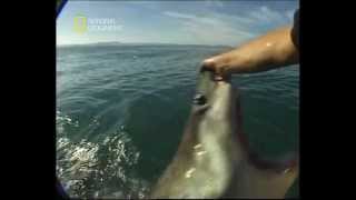 Squalo Bianco che si fa accarezzare su muso A man pets a great white shark on his nose [upl. by Arny]