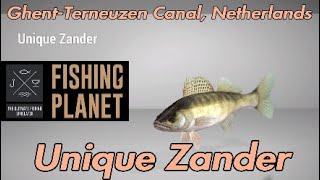 Fishing Planet  Unique Zander  GhentTerneuzen Canal Netherlands  Fishing Guide [upl. by Durwyn623]