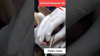 Remove 02 giant botflies from dogs eye and snout viralvideo trending shorts dog botfly eyes [upl. by Notyrb622]