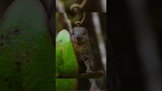 Tree shrews are the only small animals that use toiletscute animals [upl. by Auqeenahs]