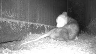 Opossum Licking Back Outside Den At NHMLA [upl. by Kcirddet]