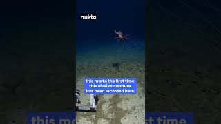 Rare Footage Bigfin Squid Walks on Ocean Floor at 10000 Feet in Tonga Trench  Nukta [upl. by Ariay]