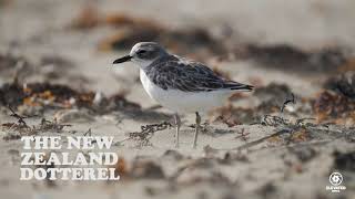 THE NZ DOTTEREL [upl. by Scully]