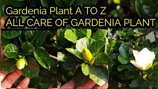 Nursery से नए Gardenia Plant की care केसे करे best fertilizer for gardenia [upl. by Nickelsen241]