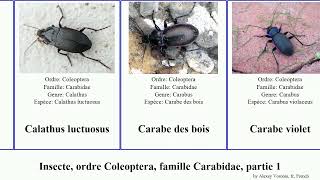 Insecte ordre Coleoptera famille Carabidae partie 1 bembidion lesticus carabus elaphrus points [upl. by Airliah]