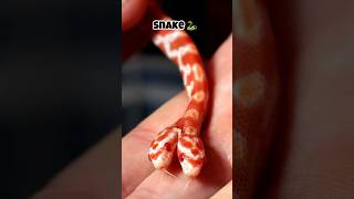 “Animals with 2 heads Last one “🙂‍↕️ shortsfeed shortvideo facts ytshorts snake [upl. by Fidelis268]