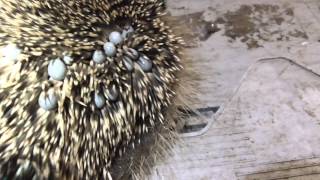 Animals Baby Hedgehog covered in ticks 2sep15 Cambridge UK 856pm [upl. by Niuqram]