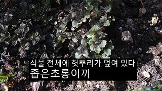 좁은초롱이끼 Rhizomnium tuomikoskii T j kop [upl. by Terri]