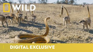 Cobra Vs Meerkat  Wild Africa  National Geographic Wild UK [upl. by Englis]