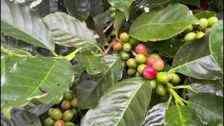 coffee plantation at sirumalai hillsDindigul [upl. by Hirasuna]