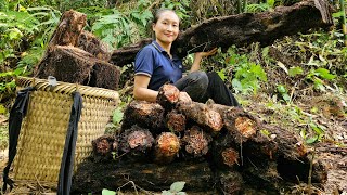 Harvest giant ferns bring to the market to sell  Daily life  Ly Thi Tam [upl. by Nyllij398]