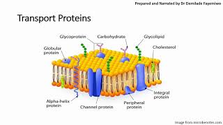 Chapter 41 Cell Membranes and Transport Phospholipids and Cell Signaling [upl. by Anialed]