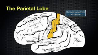 066 The Anatomy and Function of the Parietal Lobe [upl. by Ayrad]