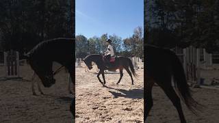 Dressage but it gets progressively worse [upl. by Carmelina]