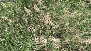 Creeping bentgrass Agrostis stolonifera [upl. by Esther]