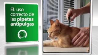 Como utilizar correctamente una pipeta antipulgas VETv 16 03 14 [upl. by Coco]