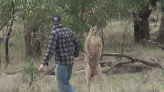 Man saves his dog from jacked kangaroo [upl. by Clarence]