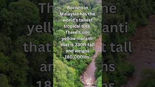 Borneo in Malaysia has the worlds tallest tropical tree Theres one yellow meranti that shorts [upl. by Lorianna]